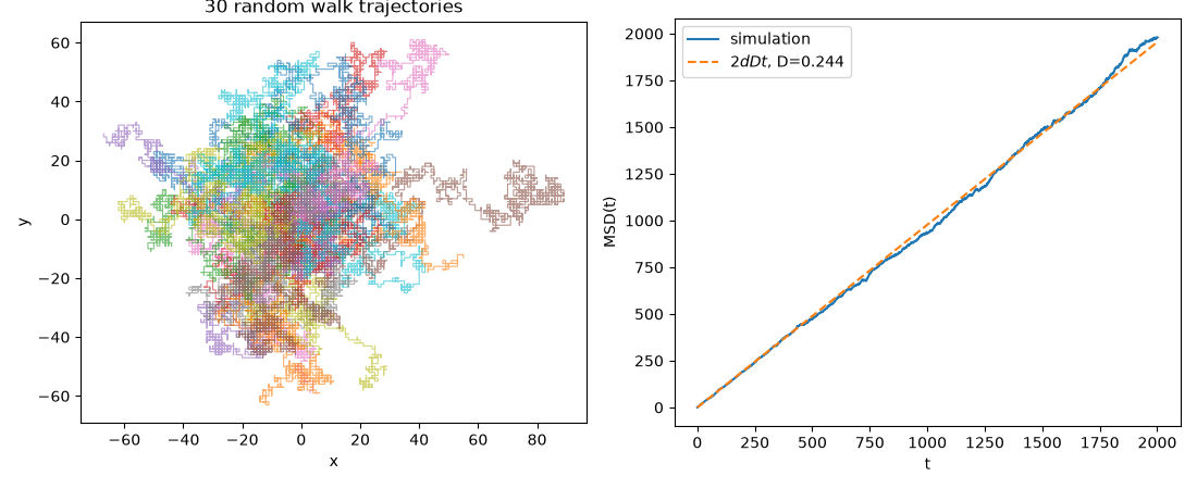 30 random walk trajectories