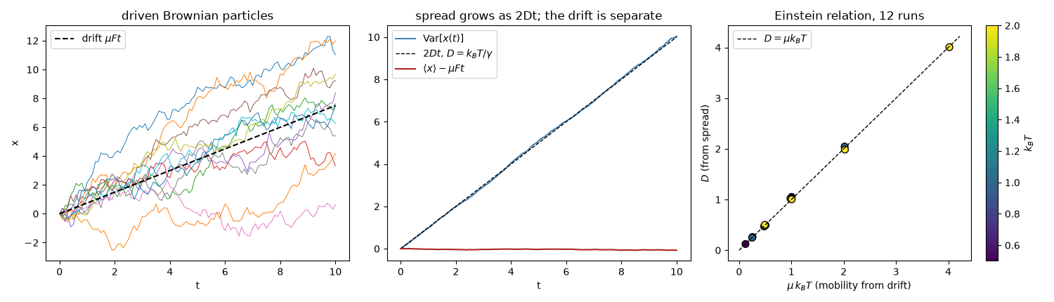 driven Brownian particles, spread grows as 2Dt; the drift is separate, Einstein relation, 12 runs