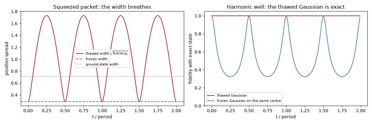 Squeezed packet: the width breathes, Harmonic well: the thawed Gaussian is exact